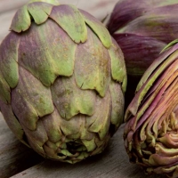 Carciofo violetto sfumato verde - Cynara scolimus