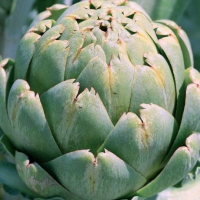 Carciofo romanesco - Cynara scolimus