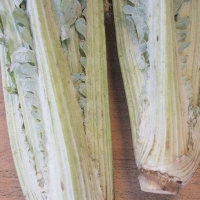 Cardo bianco avorio - Cynara cardunculus