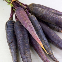 Carota viola - Daucus carota