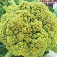 Cavolfiore di Macerata - Brassica oleracea botrytis