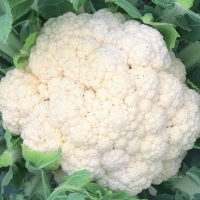 Cavolfiore palla di neve - Brassica oleracea botrytis