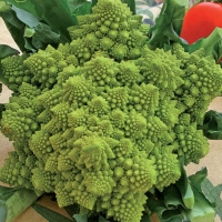 Cavolfiore romanesco - Brassica oleracea botrytis