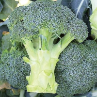 Cavolo broccolo - Brassica oler