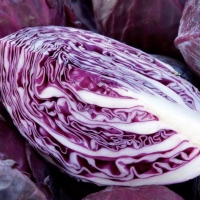 Cavolo cappuccio rosso - Brassica oler