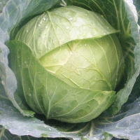 Cavolo cappuccio tondo - Brassica oler