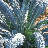 Cavolo laciniato - Brassica oler