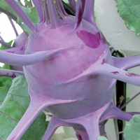 Cavolo rapa viola - Brassica oler