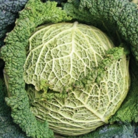 Cavolo verza - Brassica oler