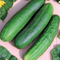 Cetriolo mezzo lungo - Cucumis sativus