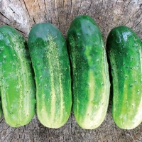 Cetriolo piccolo di Parigi - Cucumis sativus