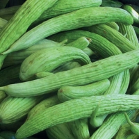 Cetriolo tortarello - Cucumis sativus