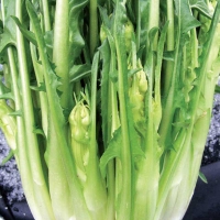 Cicoria catalogna a puntarelle - Cichorium sativus