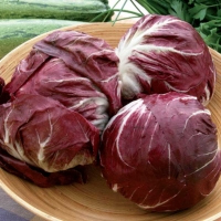 Cicoria rossa di Chioggia - Cichorium sativus