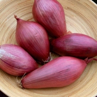 Cipolla di Tropea lunga - Allium cepa