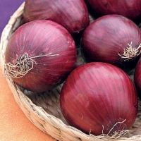 Cipolla di Tropea tonda - Allium cepa