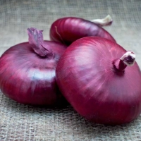 Cipolla rossa piatta - Allium cepa