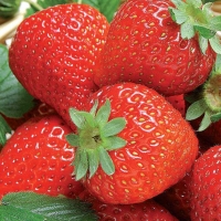 Fragola rifiorente - Fragaria