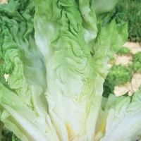 Indivia scarola cornetto di Bordeaux - Cichorium endivia