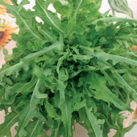 Lattuga barba dei frati verde - Lactuca sativa