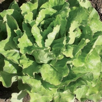 Lattuga canasta chiara - Lactuca sativa