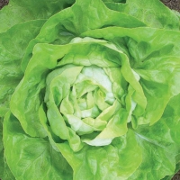 Lattuga cappuccio - Lactuca sativa