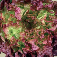 Lattuga foglia di quercia rossa - Lactuca sativa