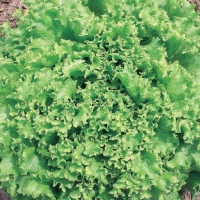 Lattuga gentilina verde - Lactuca sativa