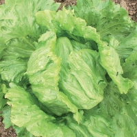 Lattuga iceberg - Lactuca sativa