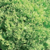 Lattuga lollo verde - Lactuca sativa