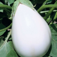 Melanzana bianca - Solanum melongena
