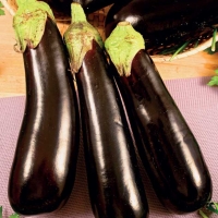 Melanzana lunga nera - Solanum melongena