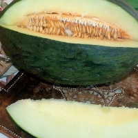 Melone invernale verde - Cucumis melo