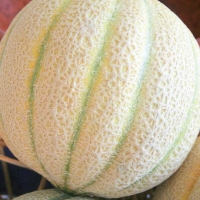 Melone retato - Cucumis melo