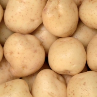 Patata bianca - Solanum tuberosum