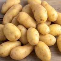 Patata gialla - Solanum tuberosum