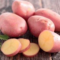 Patata rossa - Solanum tuberosum