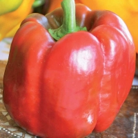 Peperone quadrato rosso - Capsicum annuum