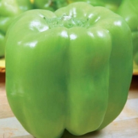 Peperone quadrato verde - Capsicum annuum