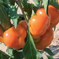 Peperone topepo giallo - Capsicum annuum