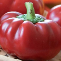 Peperone topepo rosso - Capsicum annuum