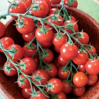 Pomodoro ciliegino - Lycopersicum esculentum