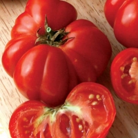 Pomodoro costoluto fiorentino - Lycopersicum esculentum