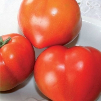 Pomodoro cuore di bue - Lycopersicum esculentum