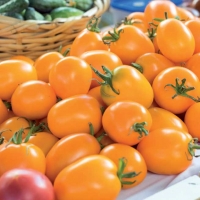 Pomodoro datterino giallo - Lycopersicum esculentum