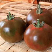 Pomodoro nero di Crimea - Lycopersicum esculentum