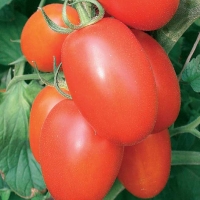 Pomodoro ovale - Lycopersicum esculentum