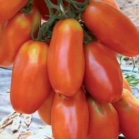 Pomodoro San Marzano - Lycopersicum esculentum