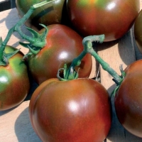 Pomodoro sardo camone - Lycopersicum esculentum