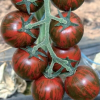Pomodoro tigrato - Lycopersicum esculentum